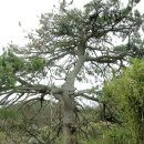 유포석보 이미지