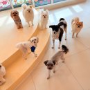 솔솔애견유치원 이미지