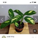 꽃단지농원 이미지