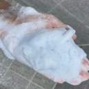 풍성란 이미지