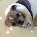 꿈의숲동물병원 이미지