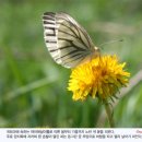 민들레 이미지