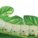 하늘누에 이미지