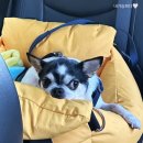 녹번동물병원 이미지