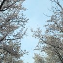 반포천 | 반포천, 어린이대공원 실시간 벚꽃 후기