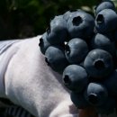 부곡농장 이미지