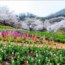 서대문 안산자락길 벚꽃축제의 기록 / 4월 1일~ 4월 20일 이미지