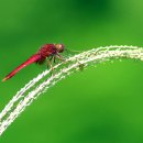 고추잠자리 이미지