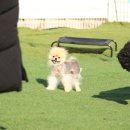 밀크독 케어 애견유치원 호텔 | 의정부 애견호텔 애견유치원 할리우독 다녀왔어요!