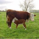 자꾸만 어리석은 자는 모태에 드네 이미지