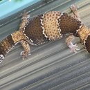 아크리스동물의료센터 이미지