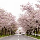 CU(벚꽃점) 이미지