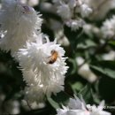 벌과나비 이미지