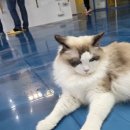 익산 고양이카페 아이캣유 이미지