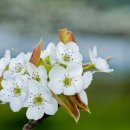 미묘;花