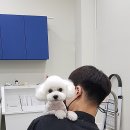 오늘도이쁘개 이미지