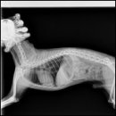 동주동물병원 이미지