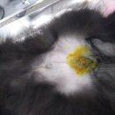 올스타동물의료센터 이미지