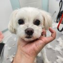 큐티하개_함 이미지