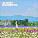 강원도 고성 라벤더 축제 하늬라벤더팜 입장료 주차장 6월 꽃구경