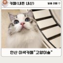 고양이숲 | [안산] 고양이 집사가 되고 싶으신가요?"고양이숲" 찐 후기 (내돈 내산)