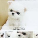 파트라슈 이미지