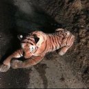 인형의 거리(호랑이 이미지