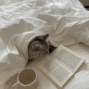 황바디짐 이미지