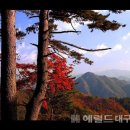 봉화 헤럴드경제