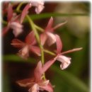 꽃보다 보세 이미지