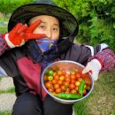 마야 카카오 검색결과