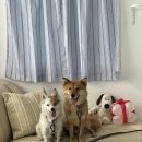 뿔난강아지 | 대전강아지수제간식 페트윈 멍타르트 방문포장