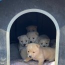 피망 PC방 | 나는야 집밥 깨선생 / 음식으로 가득한 3월 일상(사진 so many..)