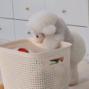 보듬보듬