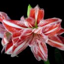 Nana Mouskouri - Erev Shel Shoshanim 이미지