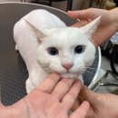 뷰티몽냥 이미지