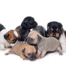 마스터 동물의료센터 이미지