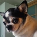 백암동물병원 이미지