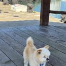 제주 비양도 호니토 | 제주여행 자전거 타고 여행하기 좋은 곳 한림항도선대합실 비양도 자전거 무료대여