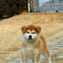 아키타 이미지