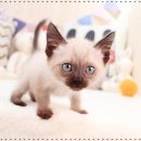 전주강아지분양 고양이분양 24시 데려가개 전주점 이미지