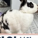 광주TNR동물병원(송정) 이미지