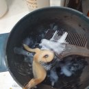 신조헤어클럽