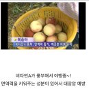 대월농장