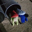 땅콩애견놀이터 이미지