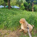 오늘도이쁘개 이미지