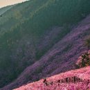 봄꽃 명소🌸 경남 창원/함안 천주산 이미지