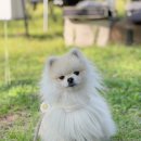 퍼피츄 | 포앤츄 발효 산양유 강아지 유산균 그린트라이프 강아지 간식