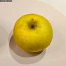 하이크린 | 청송여행 사과 판매장 추천! 감홍 vs 시나노골드 직접 먹어본 비교 후기