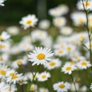 데이지(Daisy)